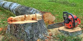 Best Firewood Processing and Delivery  in Menands, NY