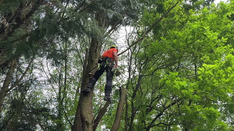 Best Palm Tree Trimming  in Menands, NY