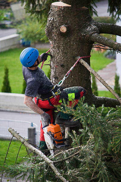 Best Lot and Land Clearing Services  in Menands, NY