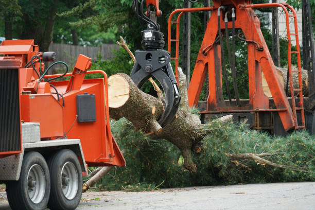 Best Root Management and Removal  in Menands, NY