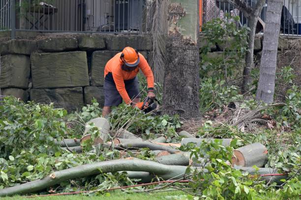 Best Stump Grinding and Removal  in Menands, NY