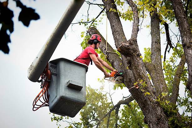 Menands, NY  Tree Services Company